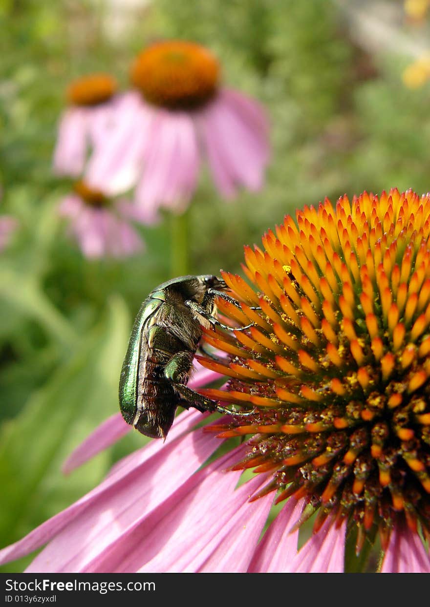 Green bug eats on daisywheel. Green bug eats on daisywheel