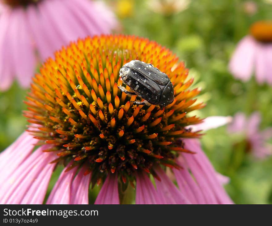 Blak bug eats on daisywheel