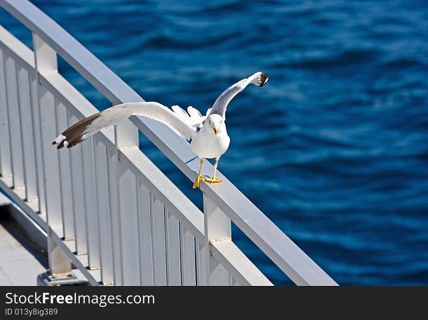 Balancing Seagull