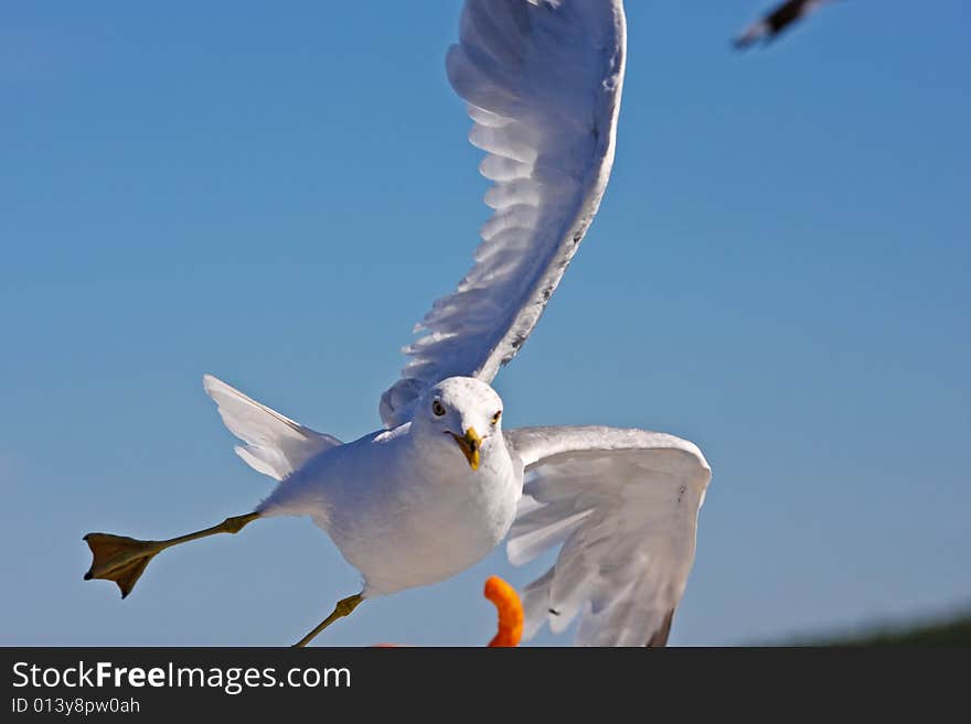 Flying seagull