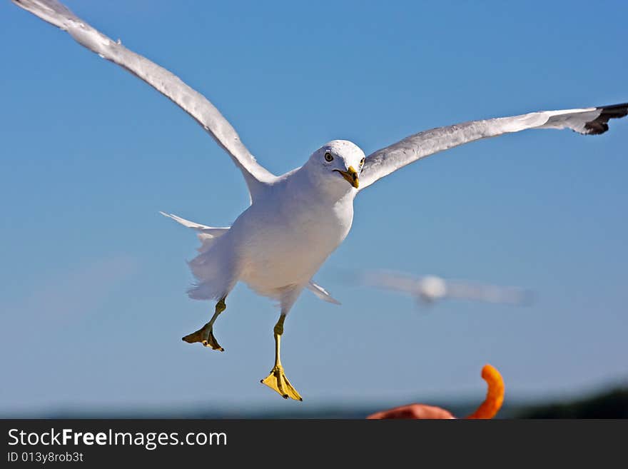 Flying seagull