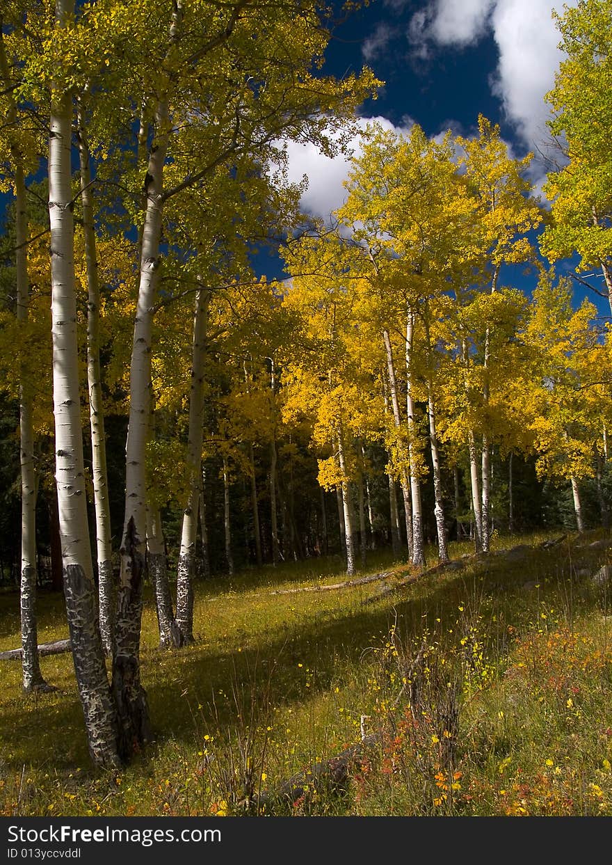 Autumn aspen trees in Rocky Mountain National Park. Autumn aspen trees in Rocky Mountain National Park