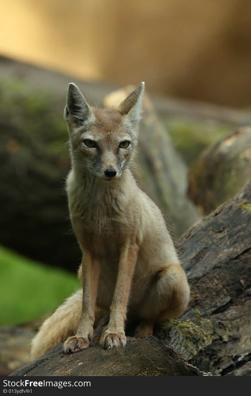 Fox On A Tree Trunk