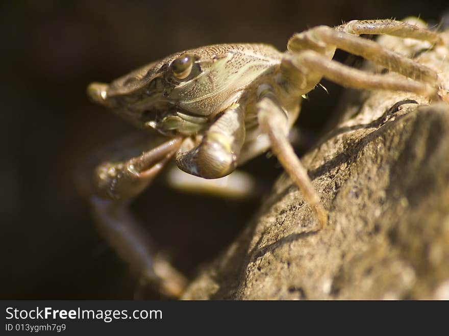 Saltwater crab on the rock. Saltwater crab on the rock