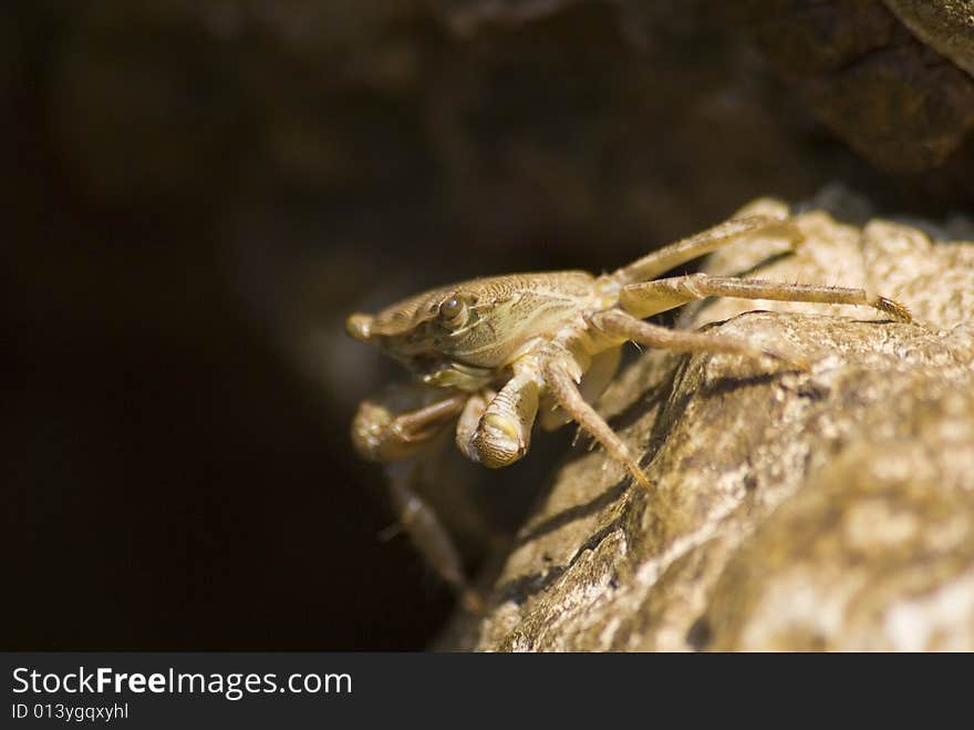 Saltwater crab on the rock. Saltwater crab on the rock