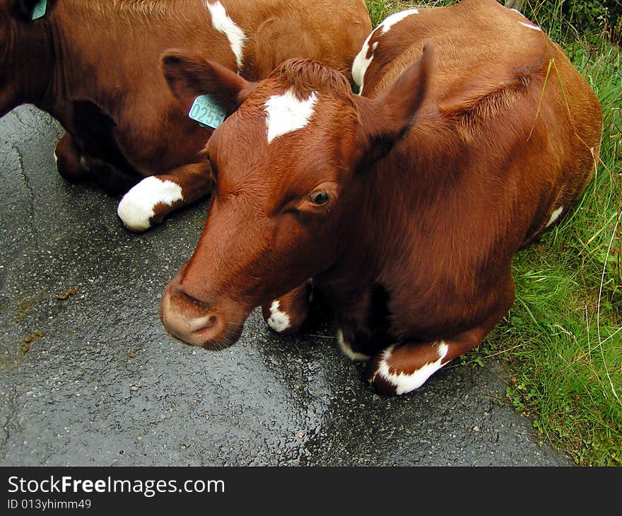 Cows