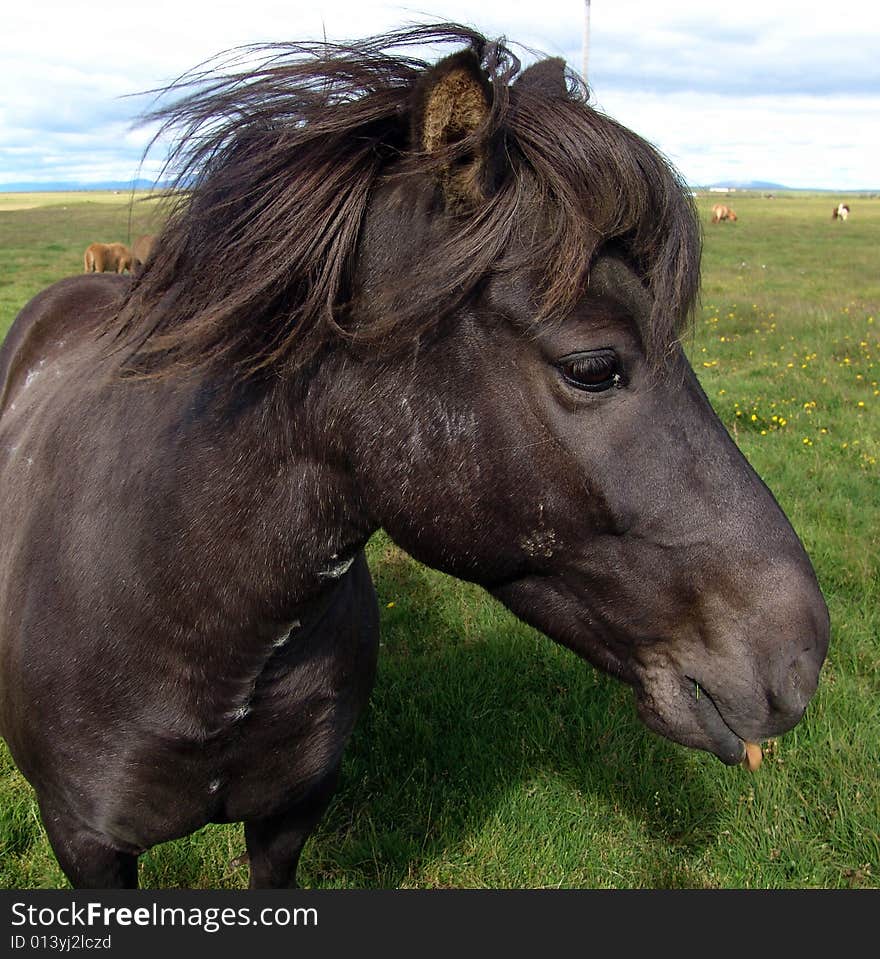 The Icelandic Horsy