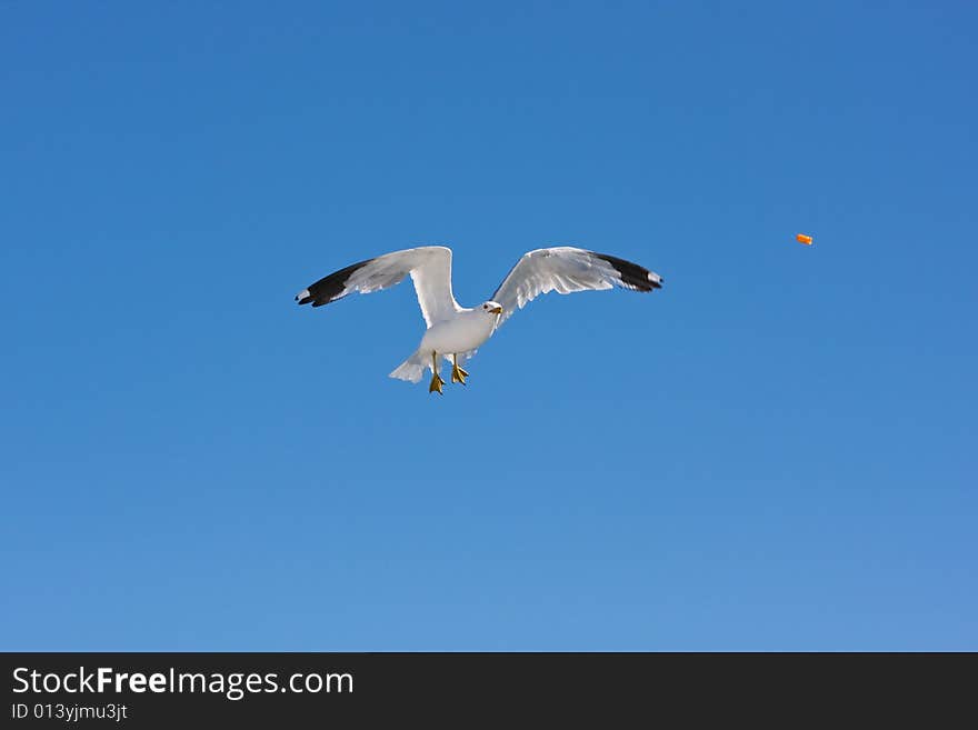 Flying seagull