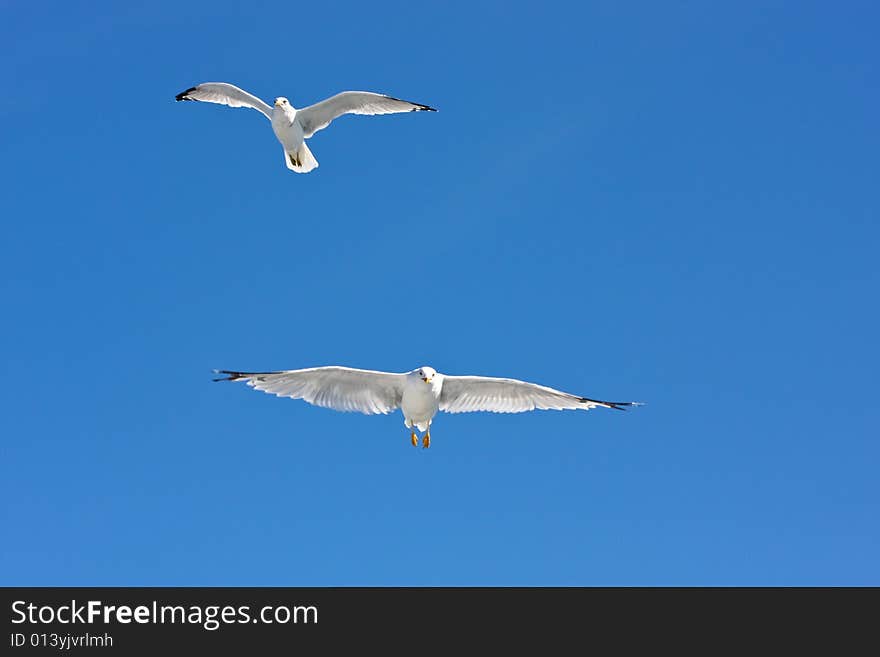 Flying seagull