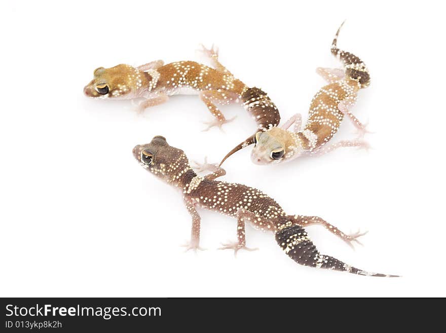 Group of 3 Barking Gecko (Nephrurus milii) on white backgrounds.