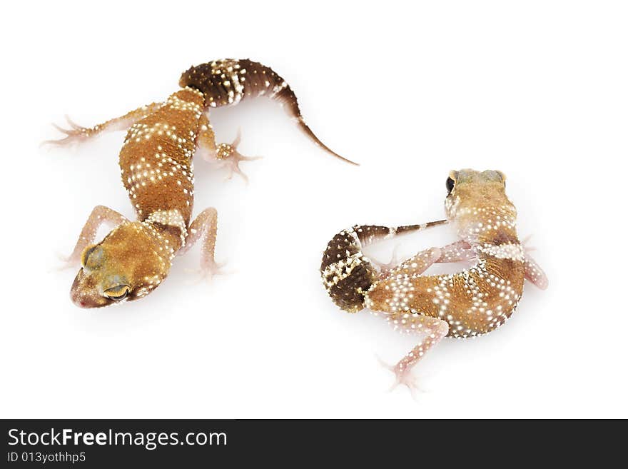 Barking Gecko (Nephrurus Milii)