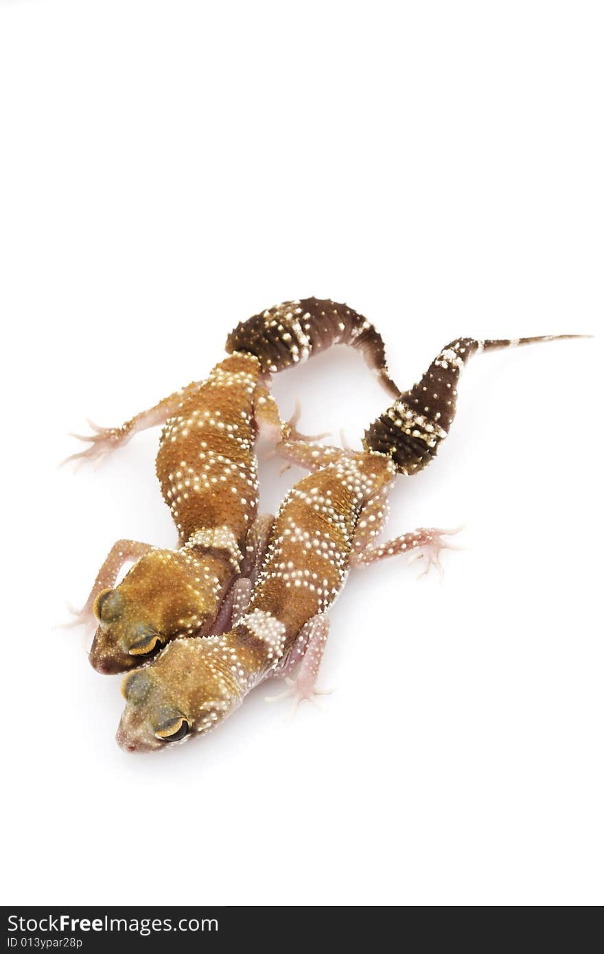 Barking Gecko (Nephrurus milii)