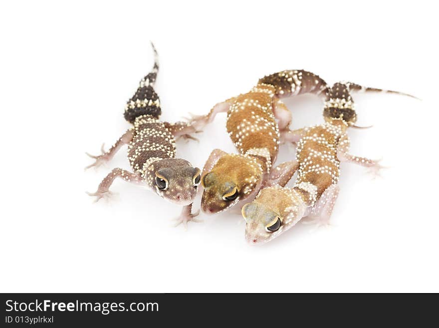 Group of 3 Barking Gecko (Nephrurus milii) on white backgrounds.