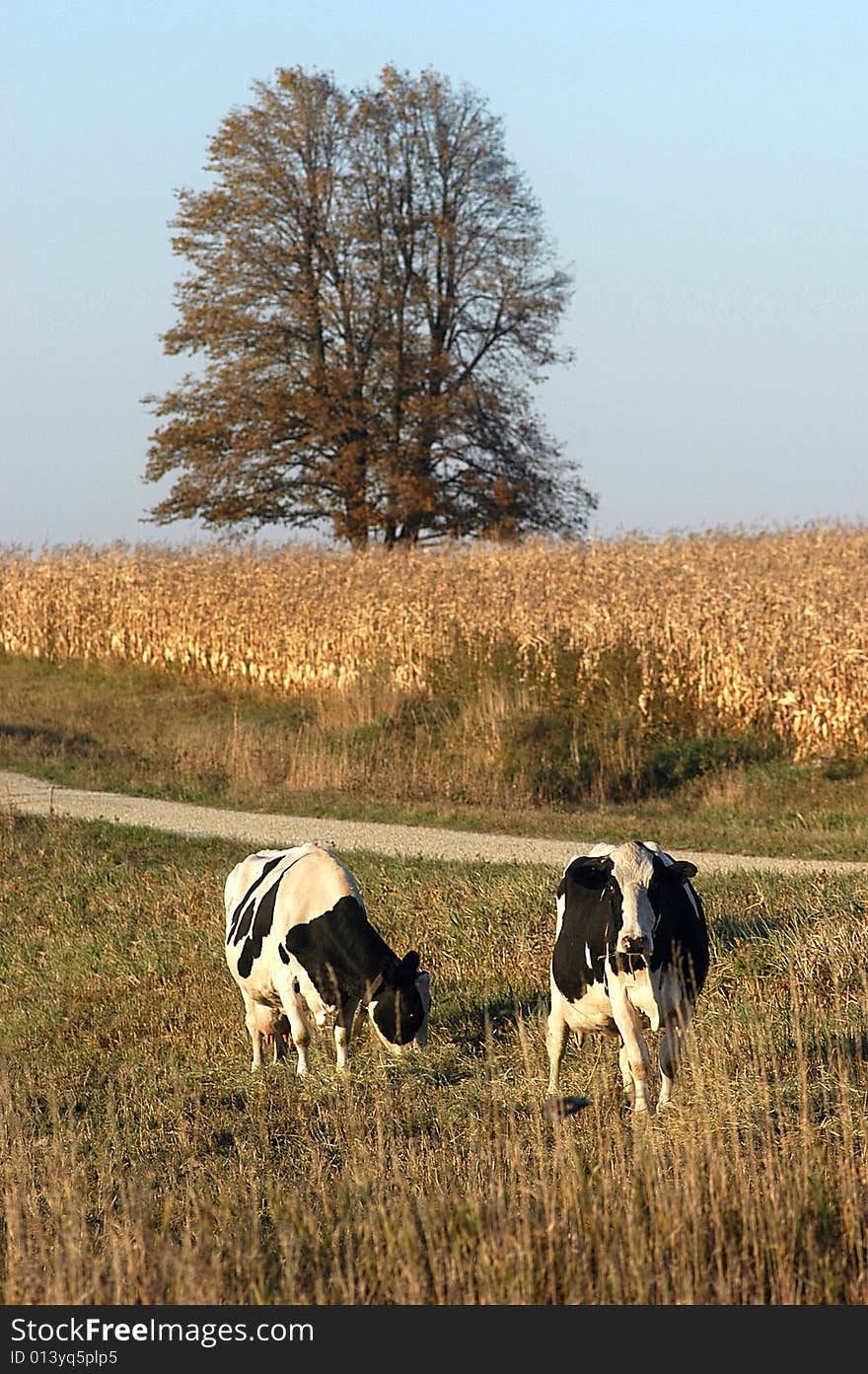 Two cows graze in a grassy field next to a cornfield with a dirt road separating the fields. Two cows graze in a grassy field next to a cornfield with a dirt road separating the fields.