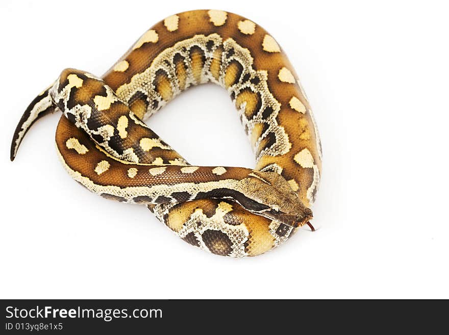 Blood Python (Python curtus) on white background.