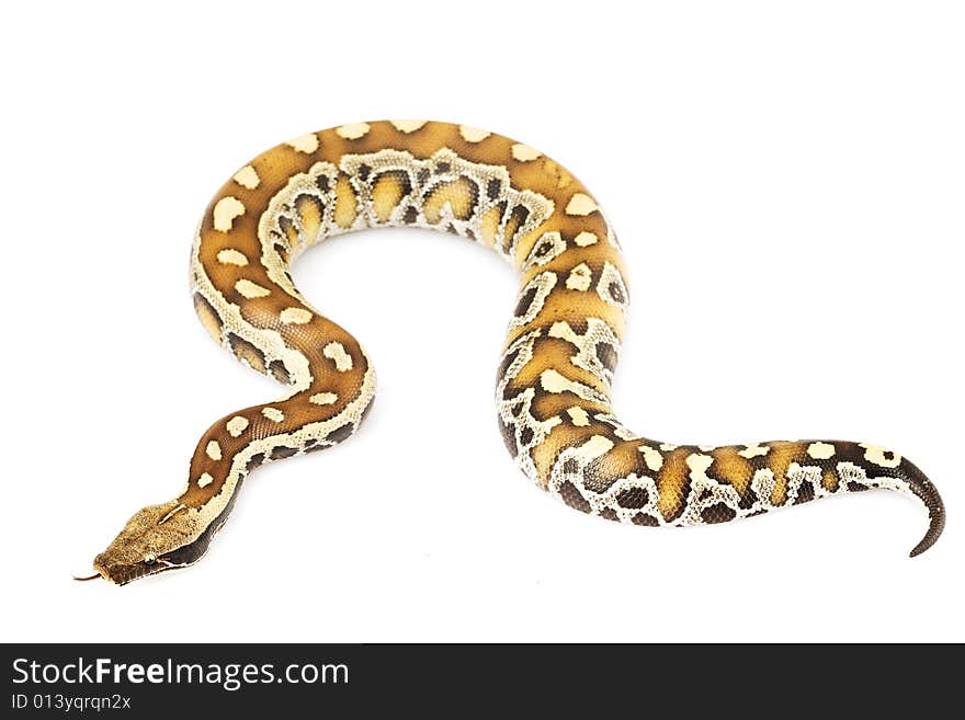 Blood Python (Python curtus) on white background.