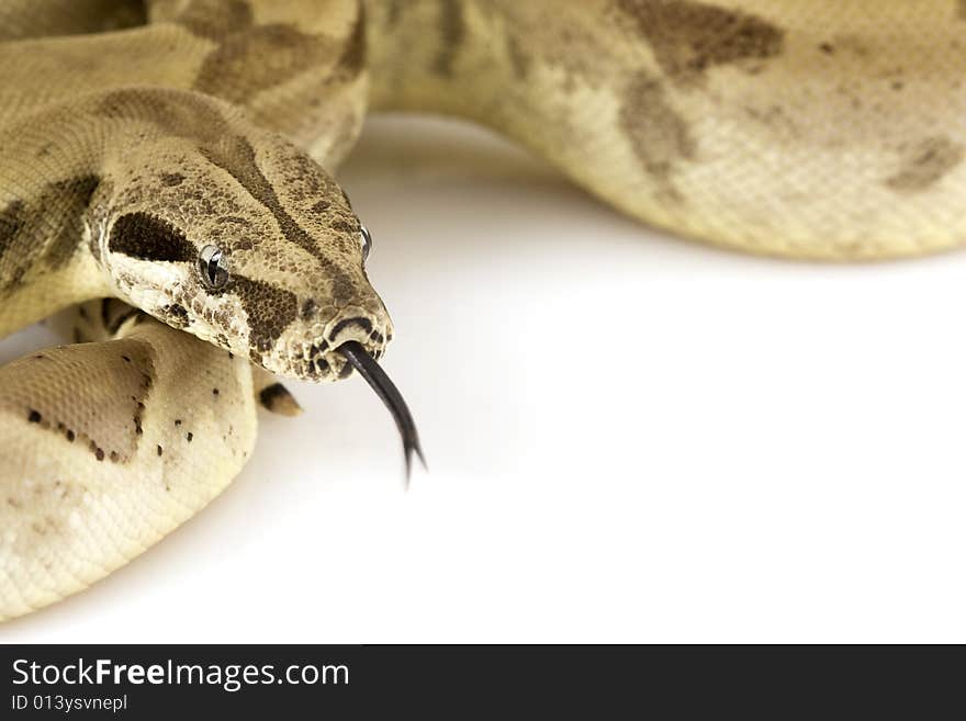 Boa Constrictor on white background.