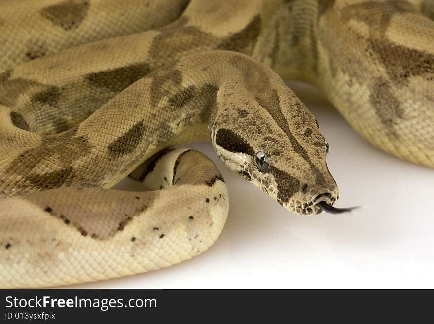 Boa Constrictor on white background.