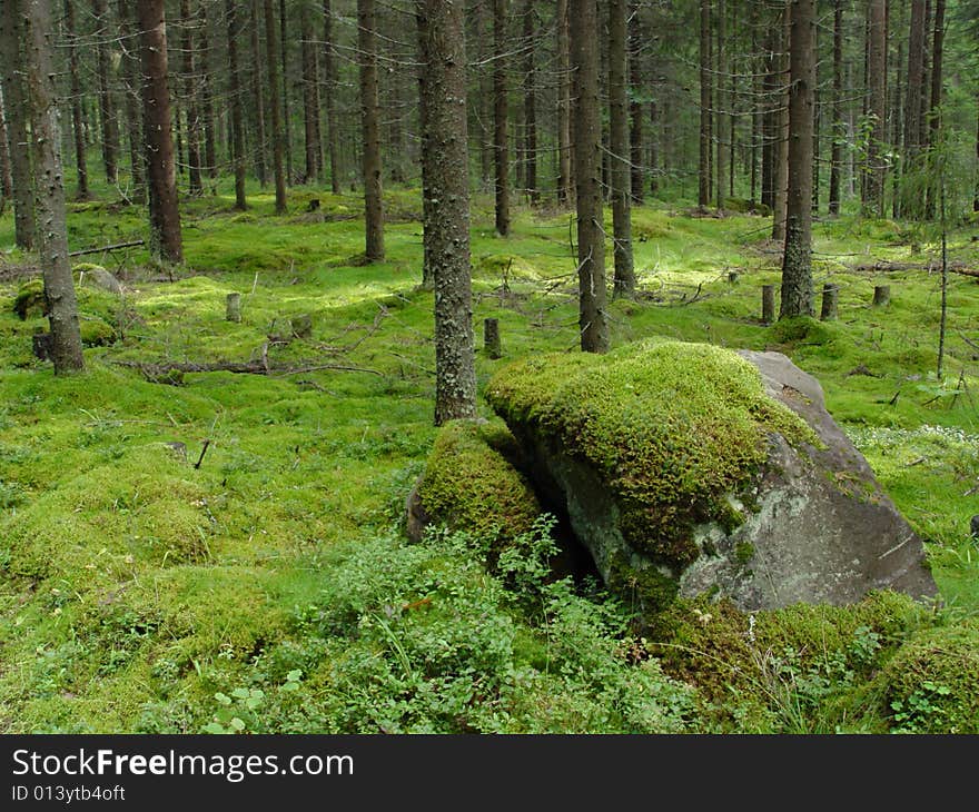 In middle of the forest, captured from the ground. In middle of the forest, captured from the ground