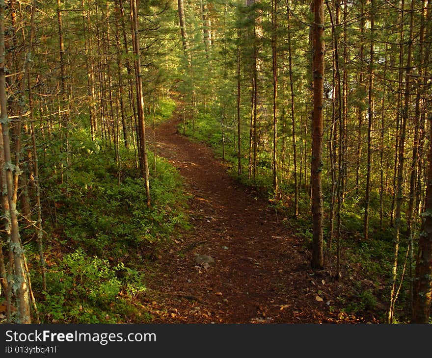 In middle of the forest, captured from the ground. In middle of the forest, captured from the ground