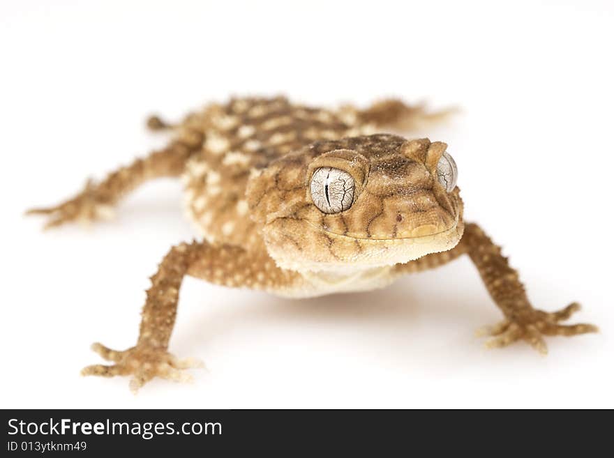 Centralian Rough Knob-tailed Gecko