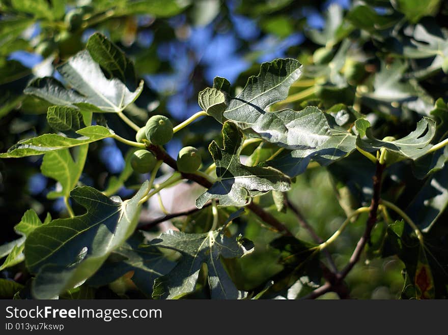 Fresh figs on the tree. Fresh figs on the tree