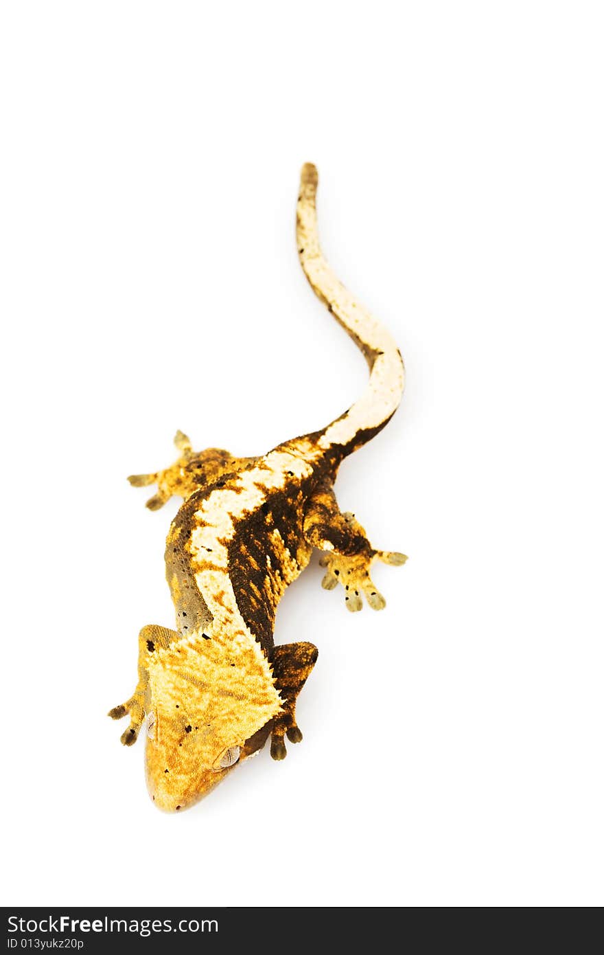 Crested Gecko