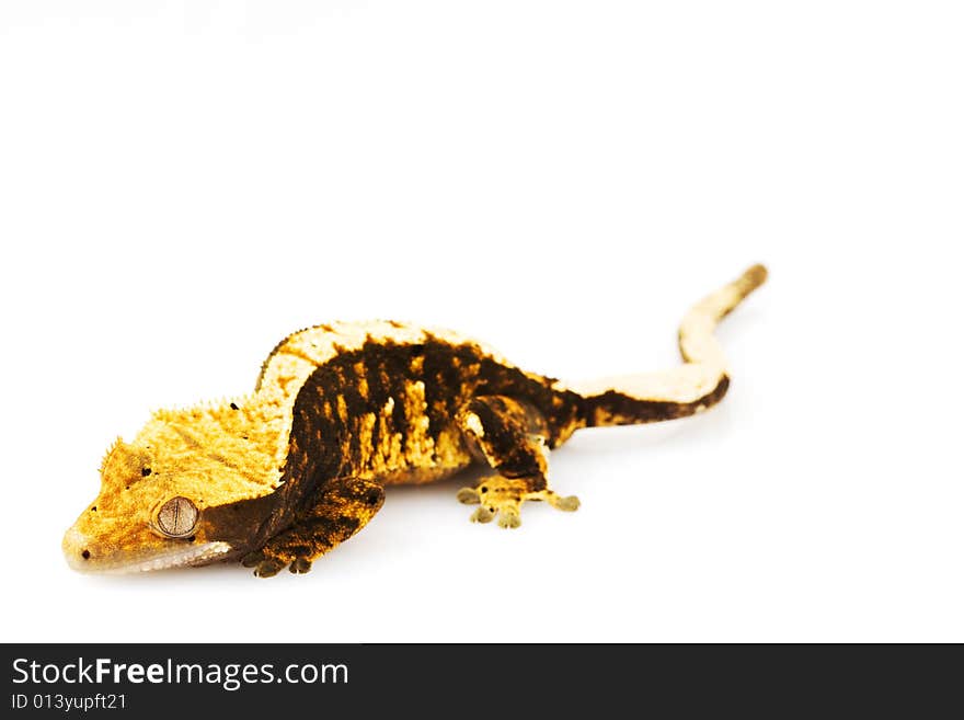 Crested Gecko