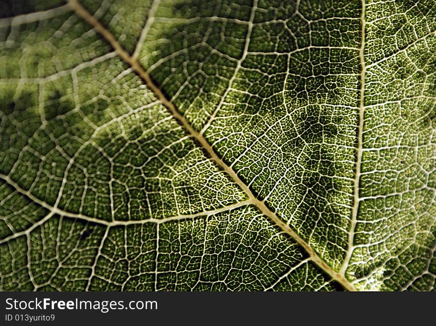 Fig leaf nerves close-up