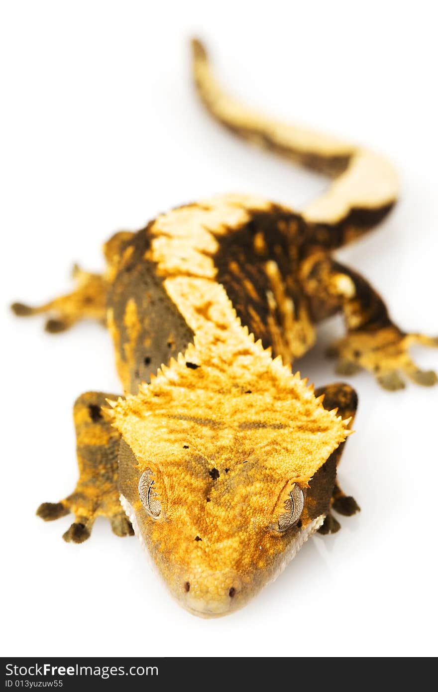 Crested Gecko