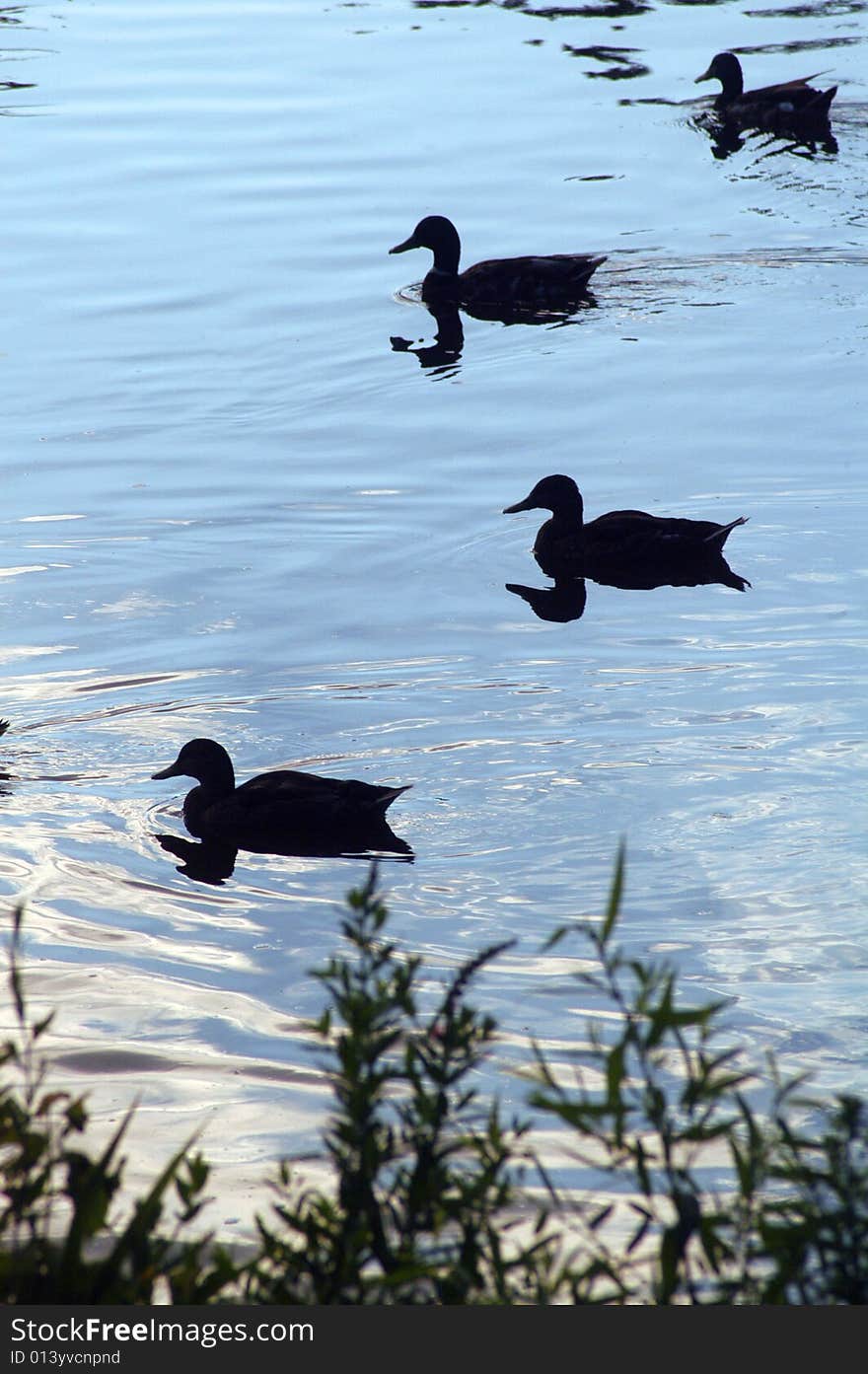 Silhouettes of ducks