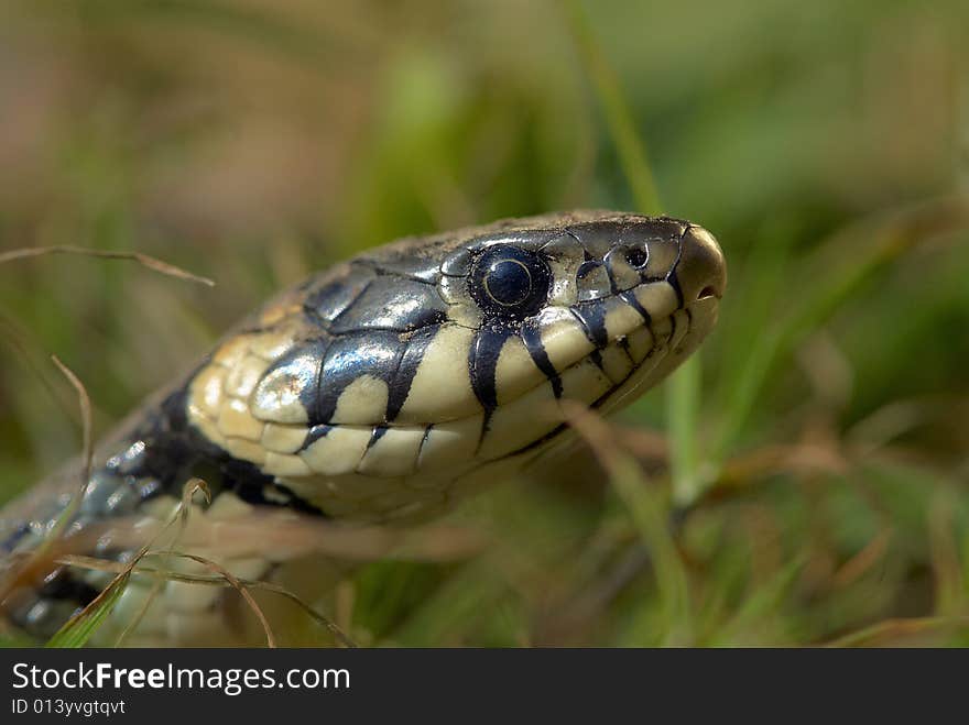 A snake and a green grass