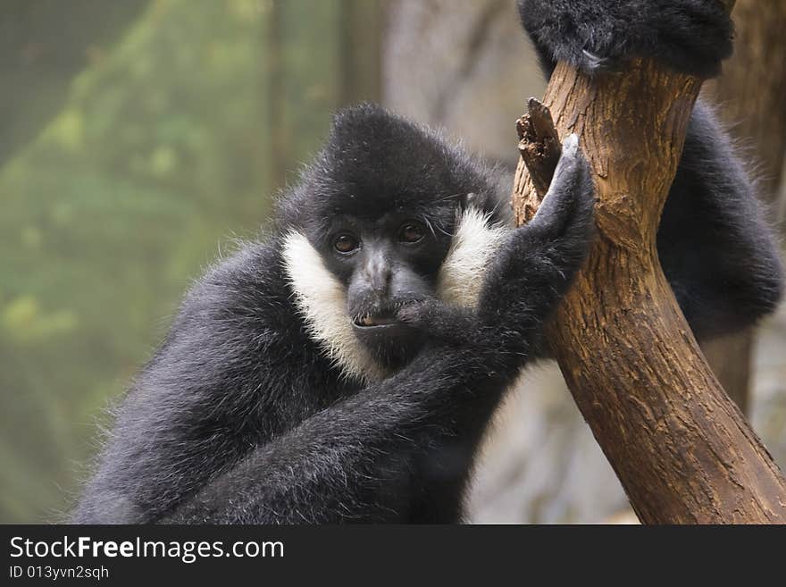 Monkey sitting on the tree at the Brookfield Zoo in Chicago