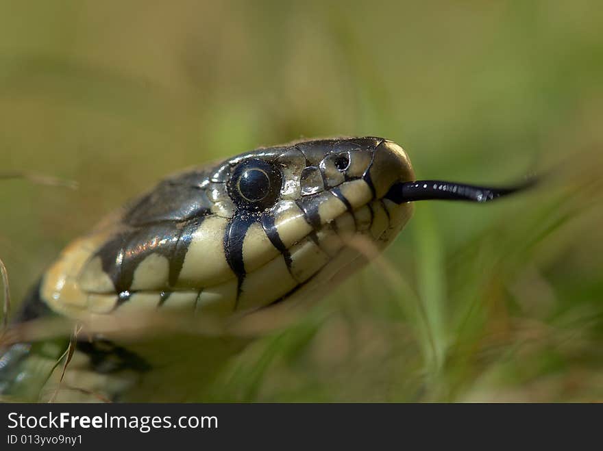 A snake and a green grass