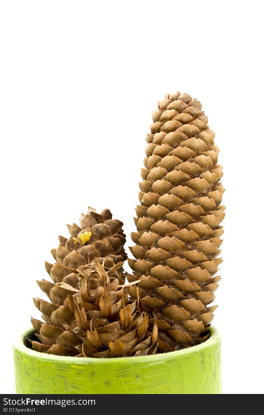 Pine cone - on the white background isolated