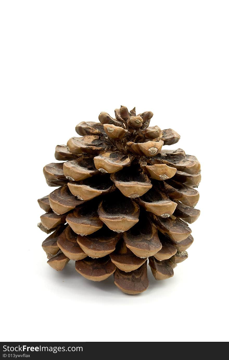 Pine cone - on the white background isolated