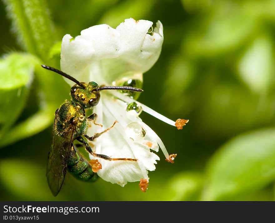 Bee on flower