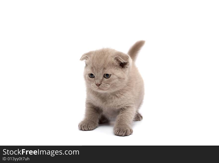 Scottish Fold kitten