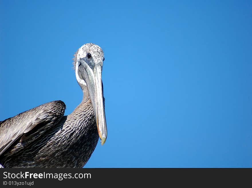 Pelican