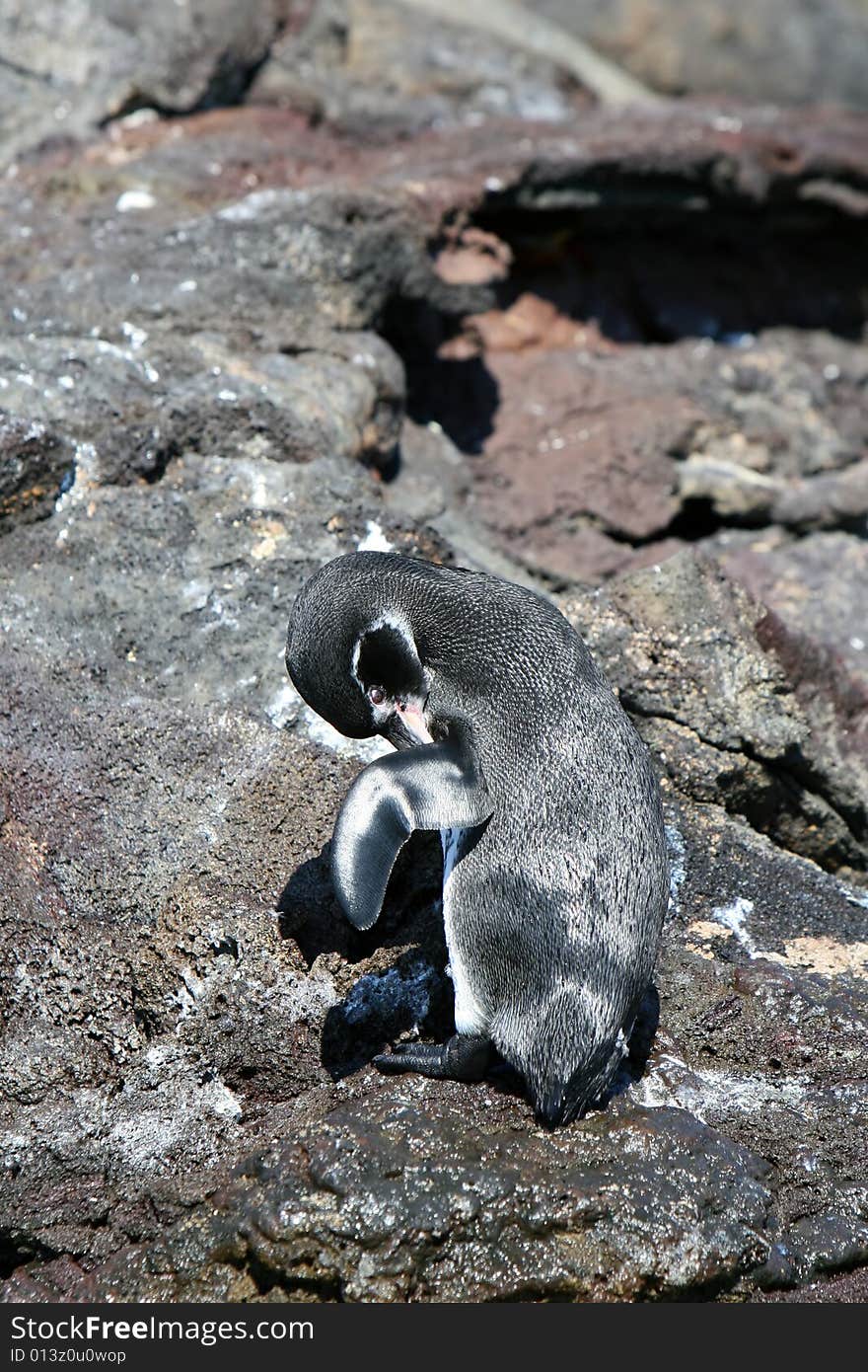 Grooming Penguin