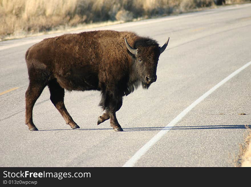 Buffalo walking across road