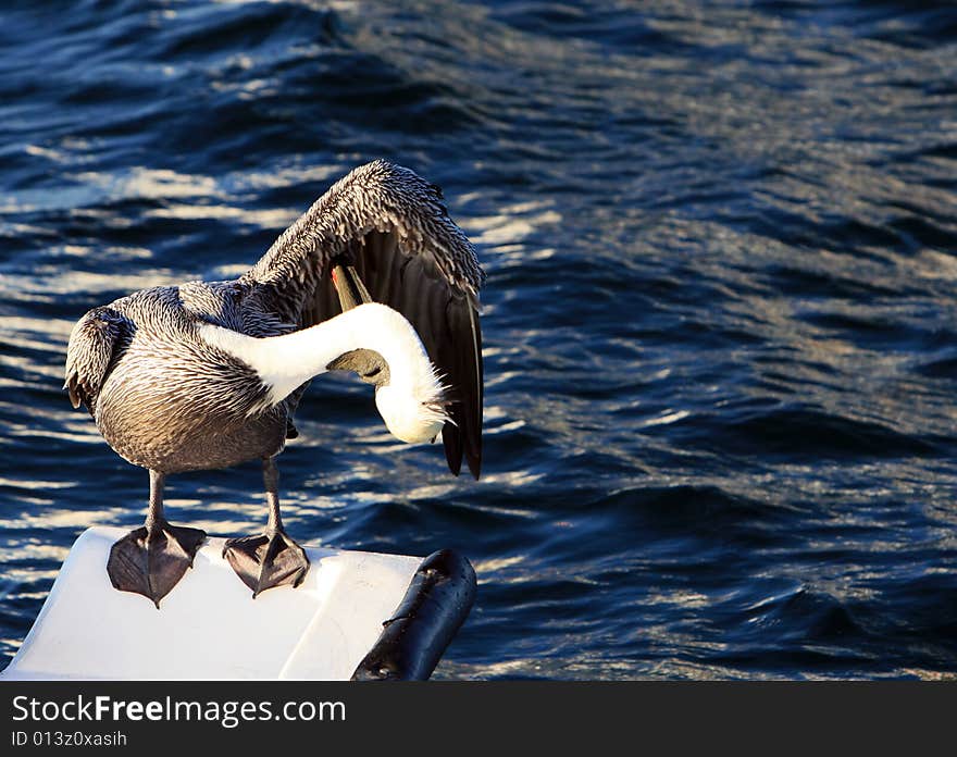 Pelican Grooming