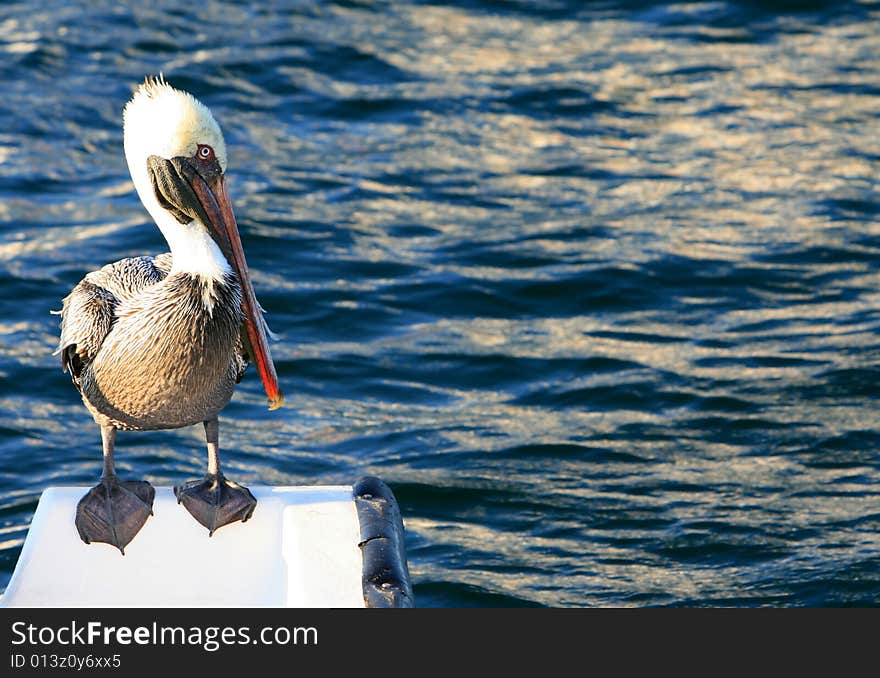 A beautiful pelican on the back of a boat