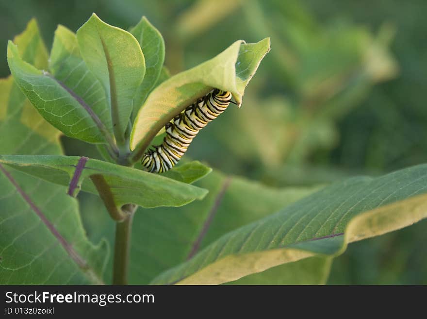 Monarch Caterpillar