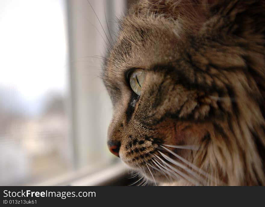 Cat in Window