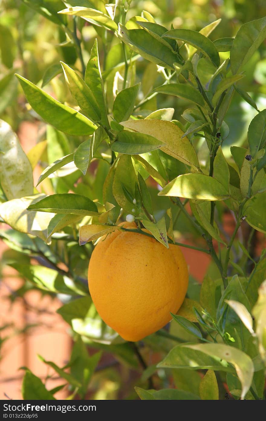 Baby orange on its fruit tree in the early morning. Baby orange on its fruit tree in the early morning