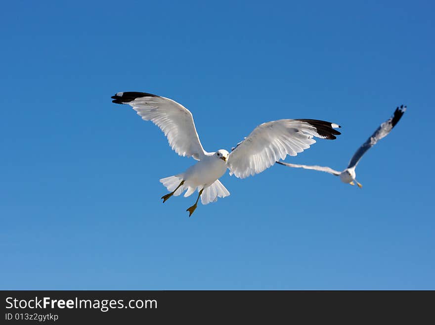 Flying Seagull