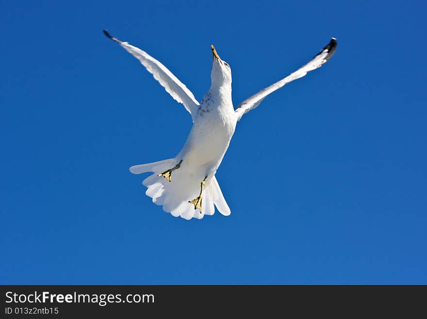 Flying seagull