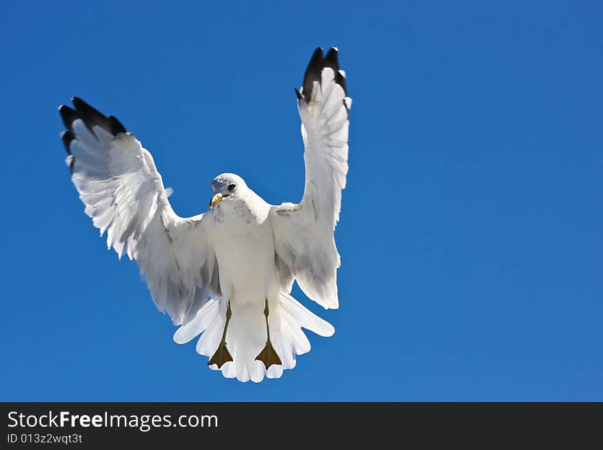 Flying seagull