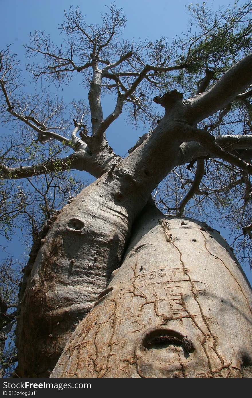 Avenue de Baobab, Adansonia madagascariensis, Madagascar. Avenue de Baobab, Adansonia madagascariensis, Madagascar